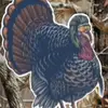 cottle_huntin9999 - @bencottle317 - TikTok