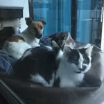 Ben & Cotton - @ben.cotton_ - Instagram