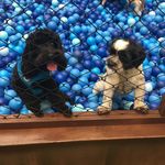 Ben e Meg Couto Siqueira - @ben.meg.couto.siqueira - Instagram