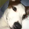 Bentley - @bentley_creech - TikTok