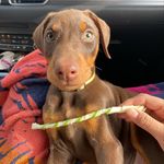 Caleb Ben Arlo Creech Doberman - @calebthedobie - Instagram