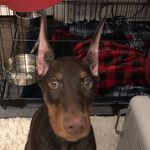 Caleb Ben Arlo Creech Doberman - @calebdadobie - Instagram