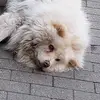 RushCat - @ben.crow - TikTok