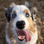 Scout - @bend_aussie - Instagram