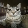 Ben seggedben a dugasz - @benseggedbenadugasz - TikTok
