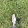 Bentley_dugas - @bentley_dugas - TikTok