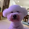 mishaDady - @benebong0 - TikTok