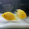 Sohel - @benny.echevarria - TikTok