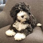 Benny Edelstein - @bennythebernie - Instagram