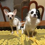 Eike e Ben - @eikeebenchihuahua - Instagram
