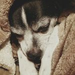 Ben Emslie - @wolf_infinity8 - Instagram