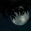 .ben farooq - @ben6farooq - TikTok
