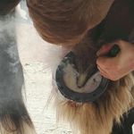 Ben Tanner Registered Farrier - @bentanner_farrier - Instagram