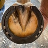 Ben the Farrier - @farrier_ben - TikTok