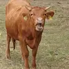 corneliafeieraben - @corneliafeieraben - TikTok