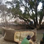 Ben Tree Felling - Facebook