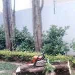 Ben Tree Felling - Facebook