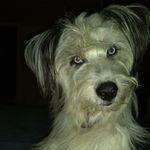 Ben Flanders - @bonniebluedoggie - Instagram