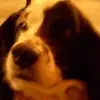 benfoose1 - @benfoose1 - TikTok