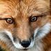 Ben Fox - Facebook