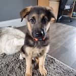 Ben German - @ben.germanshepherd - Instagram