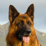 Ben-German Shepherd - @ben_german_shepherd - Instagram