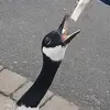 Ben Grogan - @bengrogan4 - TikTok