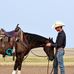 Ben Grogan Performance Horses - Facebook