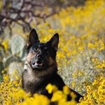 Ben Guthrie - @benbobguthrie - Instagram