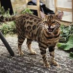 The Hackney Bengal - @thehackneybengal - Instagram