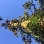 Ben Haley.  Tree Surgeon - @ben_h_1981 - Instagram