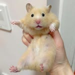 Benham - @benham.asmr - Instagram