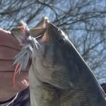 Ben Harbison - @harbisons_guide_service - Instagram