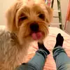 BentleyDaKingYorkie - @bentley_hardesty - TikTok