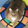 Ben _Hassell - @ben_hassell - TikTok