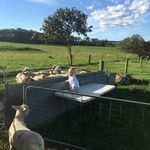 Ben Hatch - @three_oaks_farms - Instagram