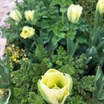 Ben Hayman - @natures_gardens_ - Instagram