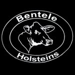 Bentele Holsteins - @bentele_holsteins - Instagram