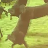 ben_hoppe_ - @ben_hoppe_ - TikTok
