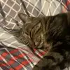 Hoxinator - @ben.hoxie - TikTok