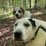 Ben Isham - @snoop.patrol - Instagram