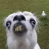 Ben.ison - @bentheautistic - TikTok
