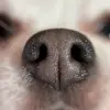 Ben_Jack_littledogs - @ben_jack_littledogs - TikTok