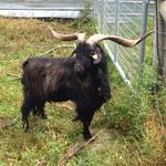 Ben Jaffe - @farmerjaffe - Instagram