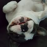 Hallo ik ben Jagger🐾 - @frenchie_jaggerx - Instagram