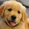 goldenretriever909 - @benjakes6 - TikTok