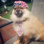 Winston Ben-Jammin (Jammer) - @winstonthepompom - Instagram