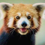 Ben Jarman - @ig_animals_ben - Instagram