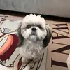 Ben Kedem - @joydog1 - TikTok