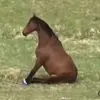 Ben Koch - @creamyalfredosauce_52 - TikTok